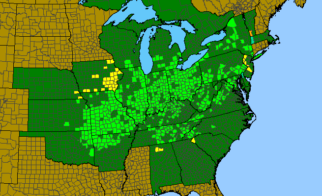 The range of Geum vernum