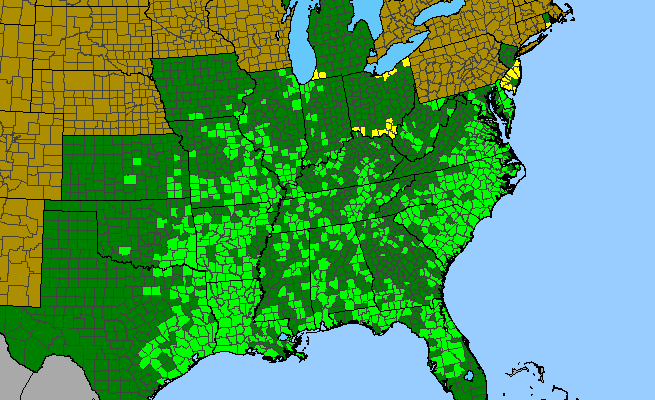 The range of Gratiola virginiana