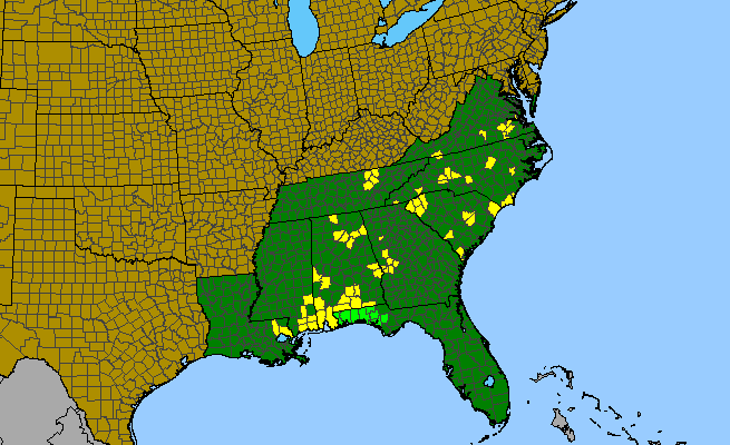 The range of Helenium brevifolium