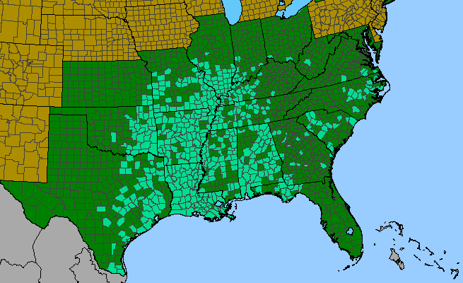 The range of Heliotropium indicum