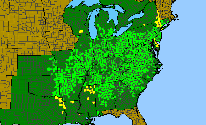 The range of Heuchera americana