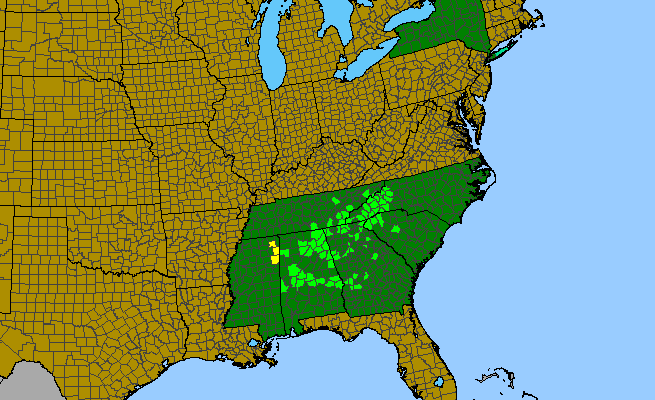 The range of Hexastylis shuttleworthii