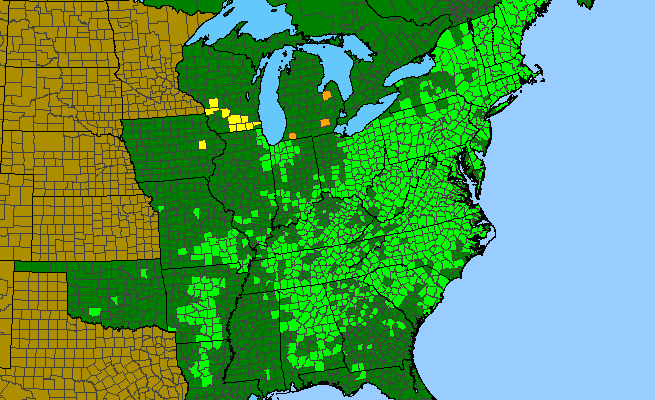 The range of Houstonia caerulea
