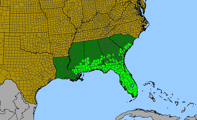 The range of Houstonia procumbens