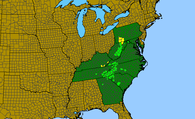 The range of Houstonia serpyllifolia