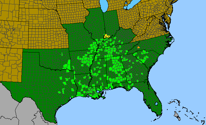 The range of Hymenocallis occidentalis