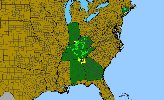 The range of Hypericum dolabriforme