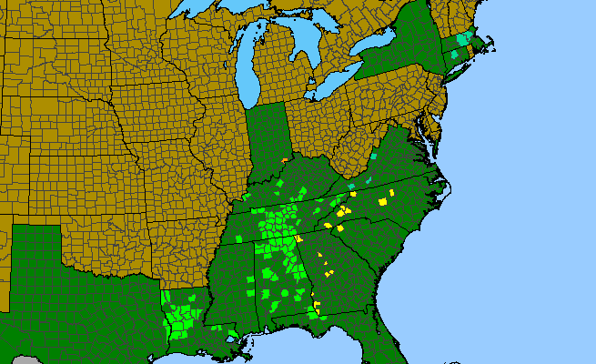The range of Hypericum frondosum