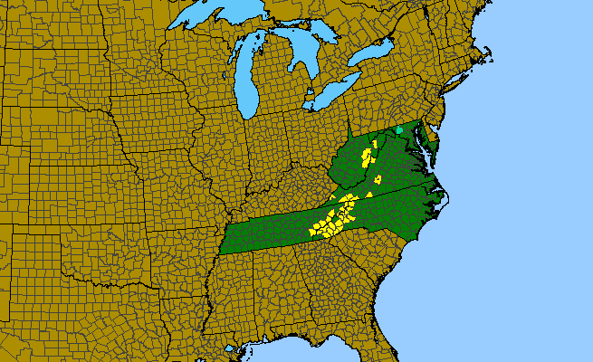 The range of Hypericum mitchellianum