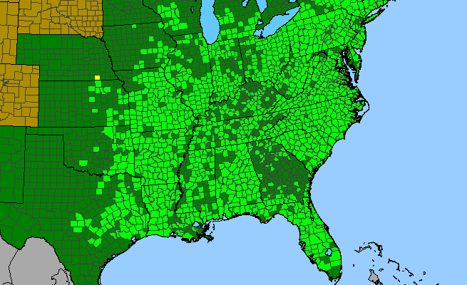 The range of Hypericum mutilum