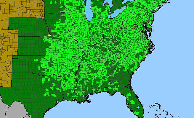 The range of Hypericum punctatum
