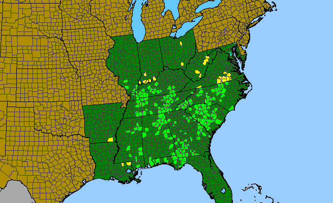 The range of Hypericum virgatum