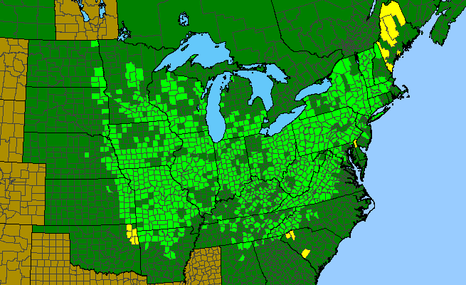 The range of Impatiens pallida