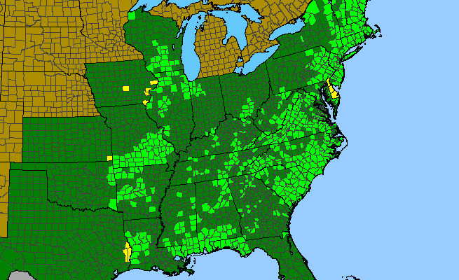 The range of Ionactis linariifolia