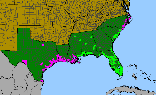The range of Ipomoea sagittata