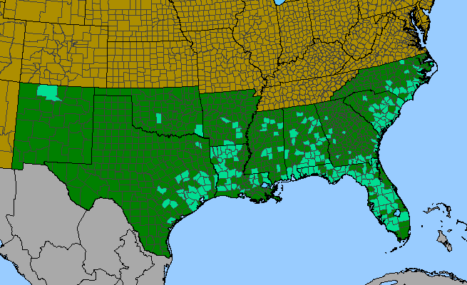 The range of Kyllinga odorata