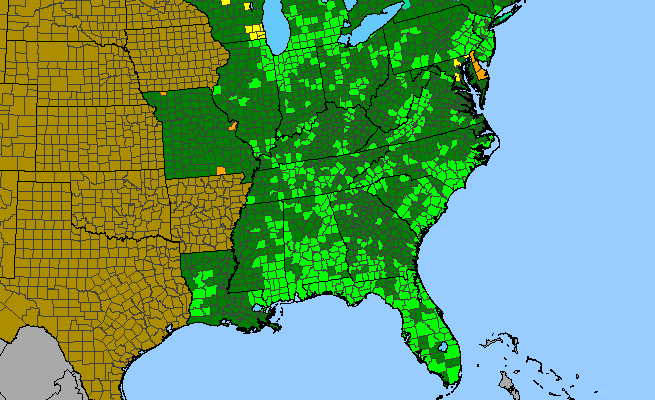 The range of Liatris spicata