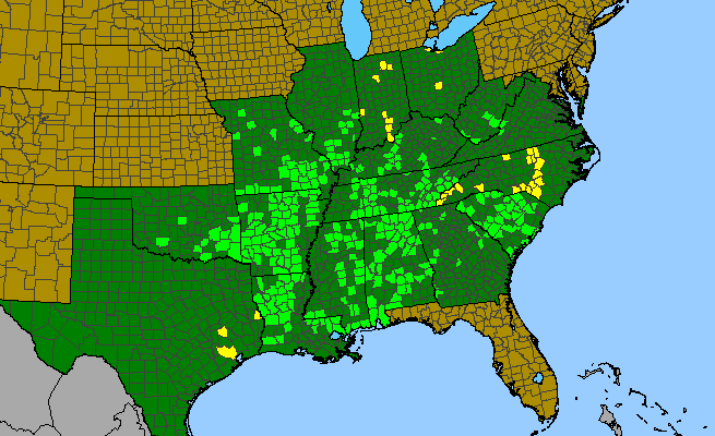 The range of Liatris squarrulosa