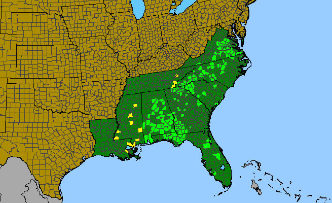 The range of Lobelia amoena