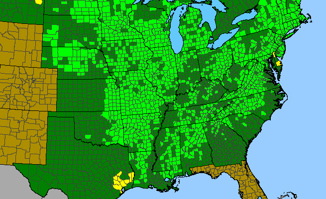 The range of Lobelia spicata