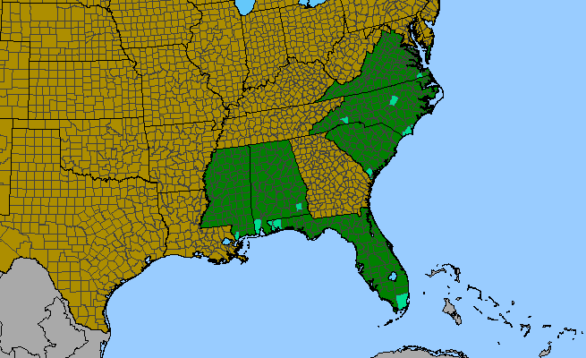 The range of Ludwigia bonariensis