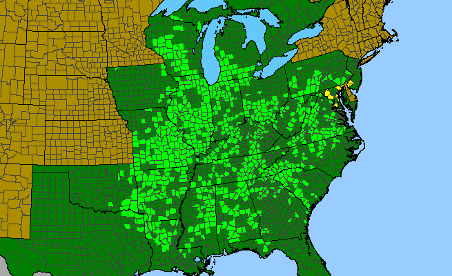 The range of Lysimachia lanceolata