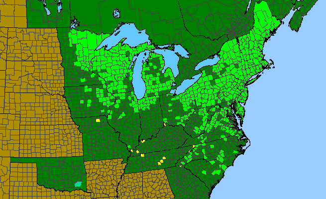 The range of Lysimachia terrestris