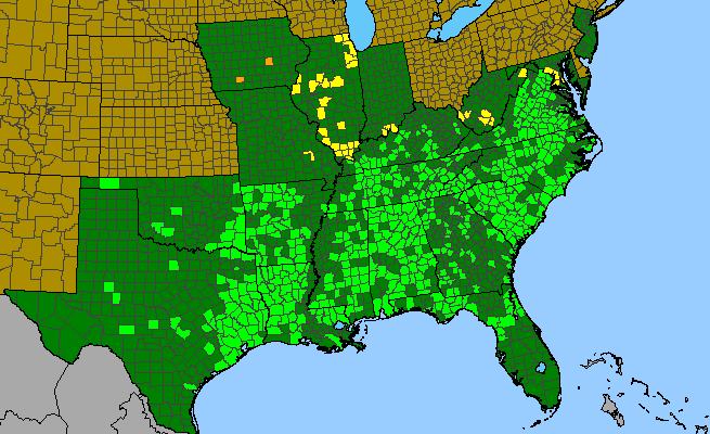 The range of Melica mutica