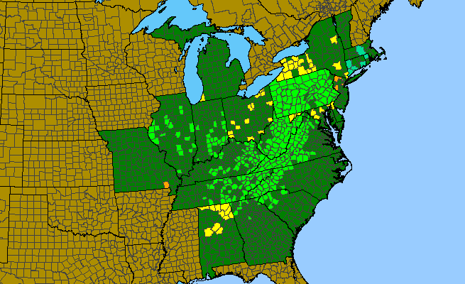 The range of Monarda clinopodia