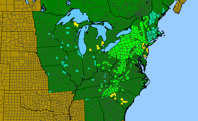 The range of Monarda didyma
