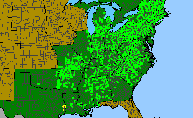 The range of Nabalus altissimus
