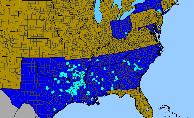 The range of Narcissus jonquilla