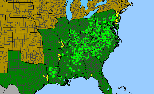 The range of Obolaria virginica
