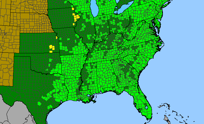 The range of Osmunda spectabilis