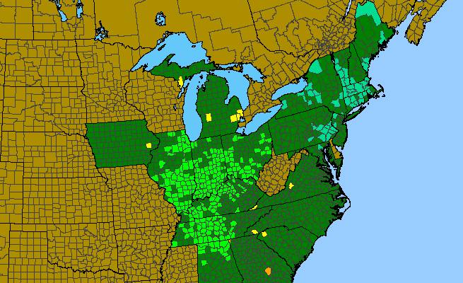 The range of Penstemon calycosus