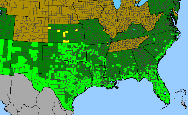 The range of Phyla nodiflora