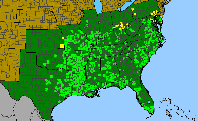 The range of Phyllanthus caroliniensis