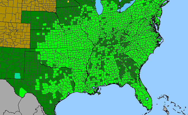 The range of Phytolacca americana