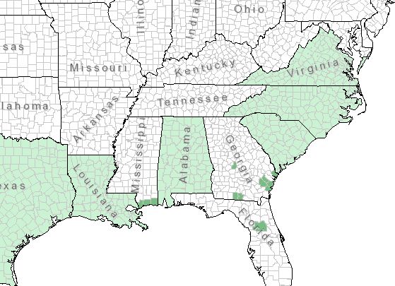 The range of Phytolacca rigida