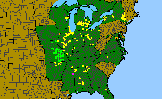 The range of Plantago cordata