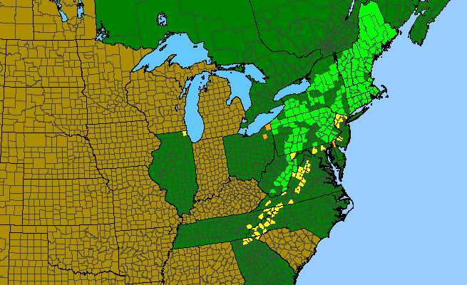 The range of Platanthera grandiflora