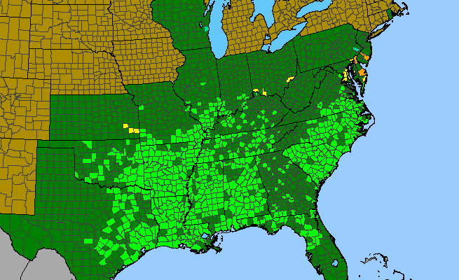 The range of Pluchea camphorata