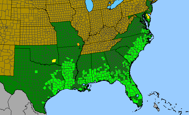 The range of Pluchea foetida