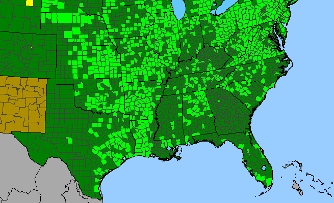 The range of Polygala verticillata