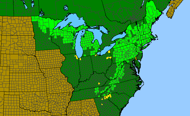 The range of Polygaloides paucifolia