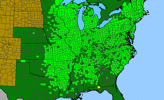 The range of Potentilla simplex