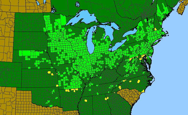 The range of Pycnanthemum virginianum