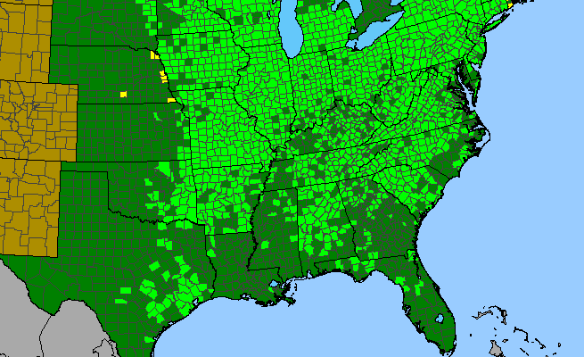 The range of Ranunculus hispidus