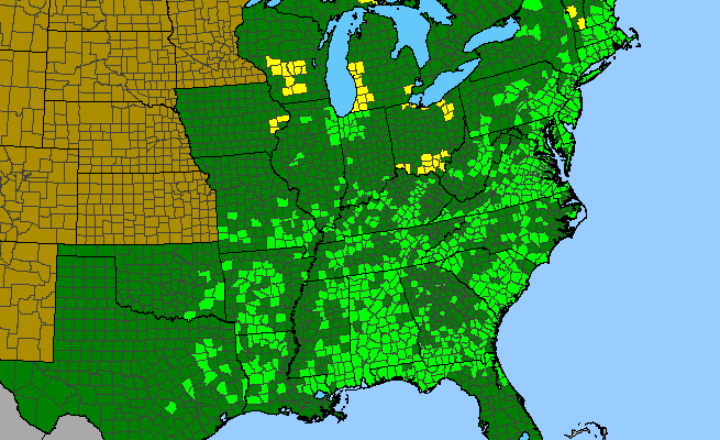 The range of Rhexia virginica