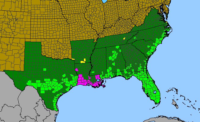 The range of Rhynchospora colorata